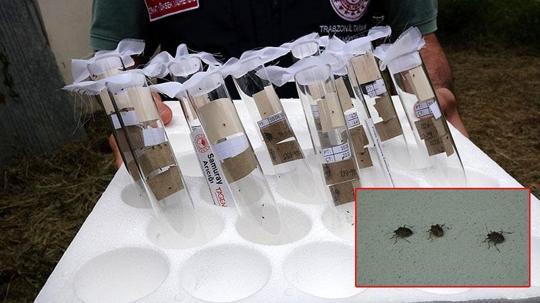 Kokarcaya 'panzehir etkisi'; fındıkta zarar sıfıra yaklaştı