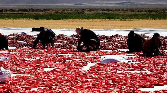 Kayseri'nin kuru domatesleri İtalya'da pizzalara lezzet katıyor