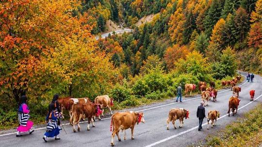 Trabzon'da yaylacıların renkli dönüş yolculuğu