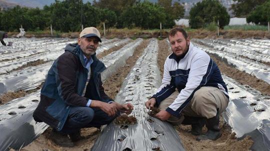 Baba-oğul, ata toprağında organik tarım yapıyor