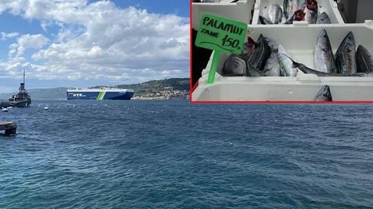 Suların hızlı soğuması, Çanakkale Boğazı ve Marmara'da palamut avcılığını geciktirdi