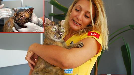 Orman yangınında vücudunun yüzde 40'ı yanan kedi 'Luna', yaşam savaşını kazandı