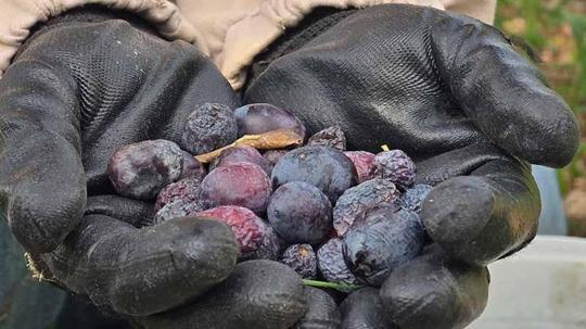 Hatay’da aromasıyla ünlü halhalı zeytininde hasat zamanı