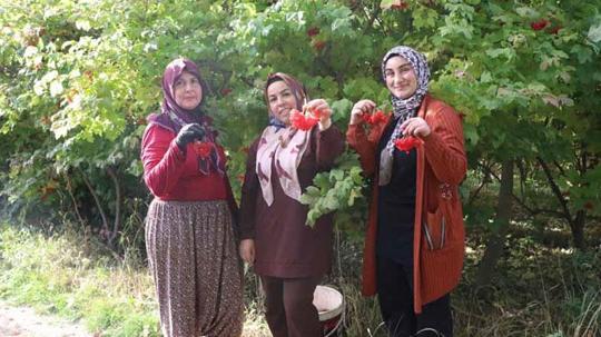 Kayseri'de 'kırmızı altın' gilaburunun hasadı başladı