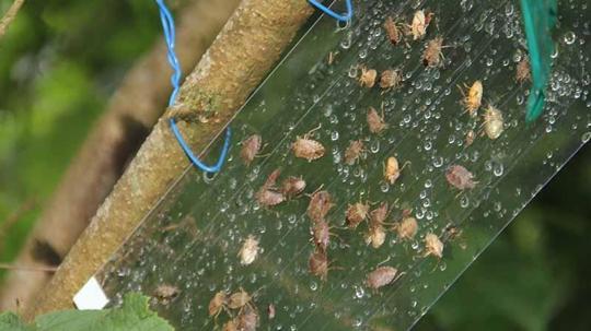 Karadeniz'de istilacı böcek kabusuna 'siber' kalkan
