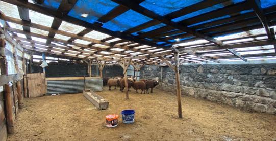 Sisli havada köye inen kurt, ağıldaki 200 koyunu öldürdü