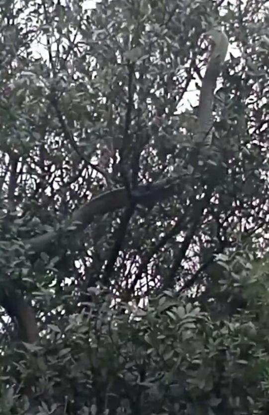 Çanakkalede tarlasından dönerken dev yılanı görüntüledi