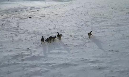 Doğada gezinen kurt sürüsü dron ile görüntülendi