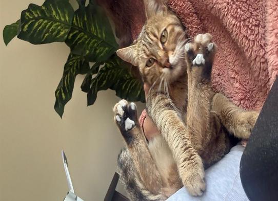 Kamyonetiyle kediyi ezen sürücüye 1 ay hayvan barınağında çalışma cezası