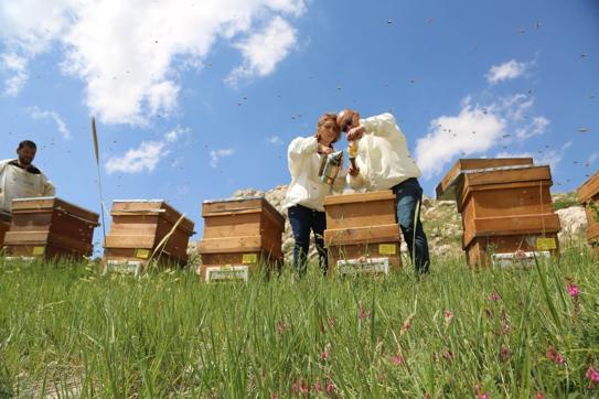 Eğriçayır balının ‘TA’ değeri analiz edildi