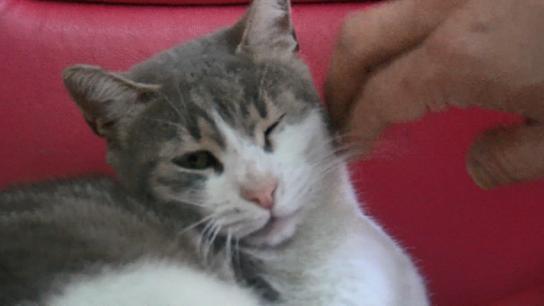 40 gün önce evden çıkan Alzheimer hastası bulunamadı; yakınları ve kedisi Zilli onu bekliyor