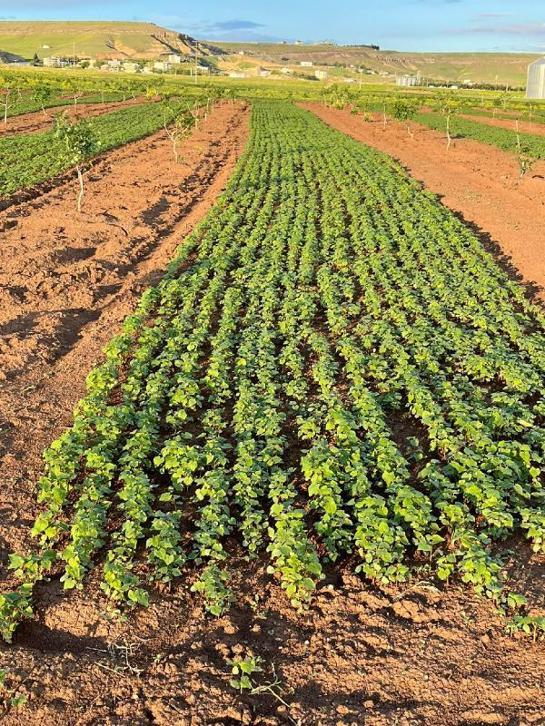 Çölyak hastası oğlu ve yeğeni için glutensiz karabuğday ekimine başladı