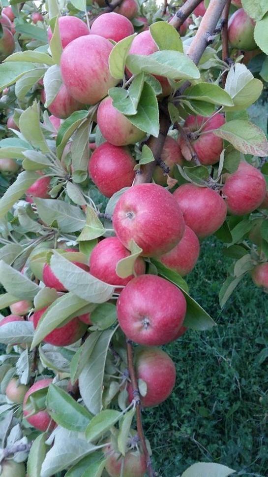 Niğde, misket elmanın üretim merkezi oldu