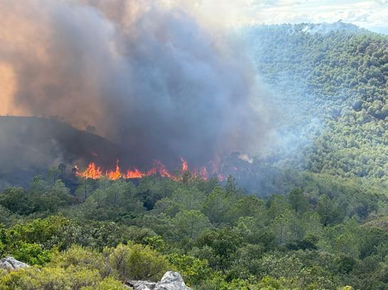 Fransanın güneyinde orman yangını