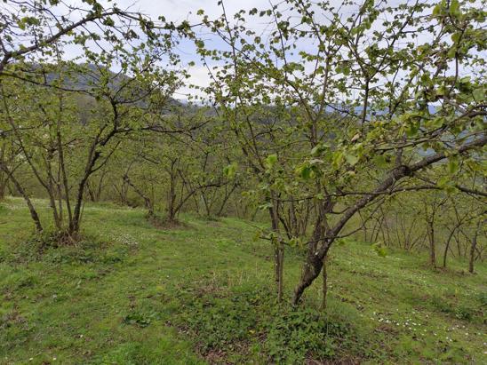 Bakan Yumaklı: Gıda arz güvenliğine ilişkin bir problem yok