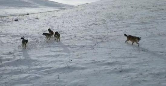 Doğada gezinen kurt sürüsü dron ile görüntülendi