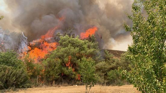 Adanada çıkan orman yangını kontrol altında