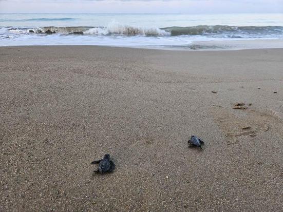 Belekte 100 bin caretta yavrusu denize ulaştı