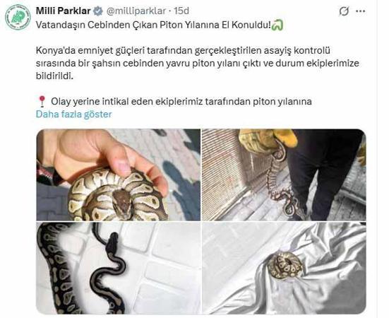 Cebinden yavru piton çıkan kişiye para cezası