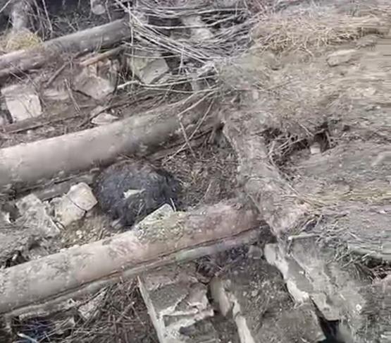 Vanda ahır çöktü; 20 küçükbaş öldü