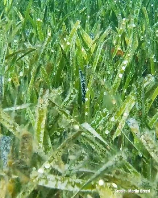 Dünyanın en büyük bitkisi, 4 bin 500 yaşında ve 200 kilometrekare büyüklüğünde