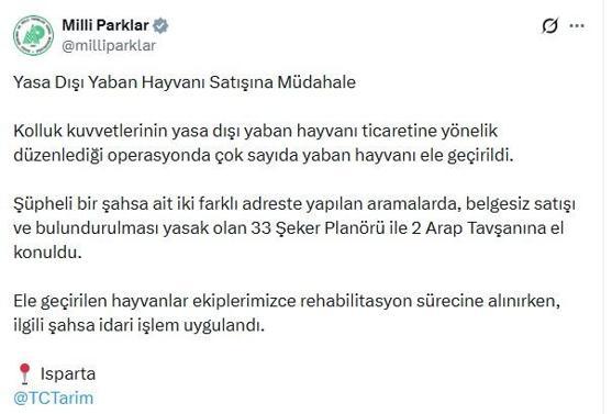 Ispartada 33 şeker planörü ve 2 Arap tavşanı ele geçirildi