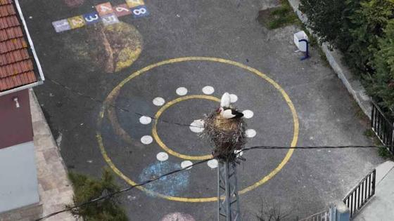 Afrikadan göç eden leylekler İstanbula ulaştı