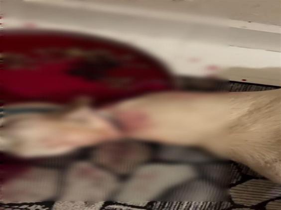 Şaman ayini için evinde keçi ve horoz kesen şüpheli tutuklandı