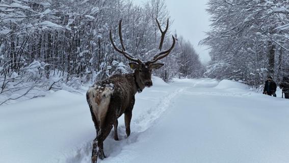 Karla kaplı yaylada yürüyen geyik dron kamerasında