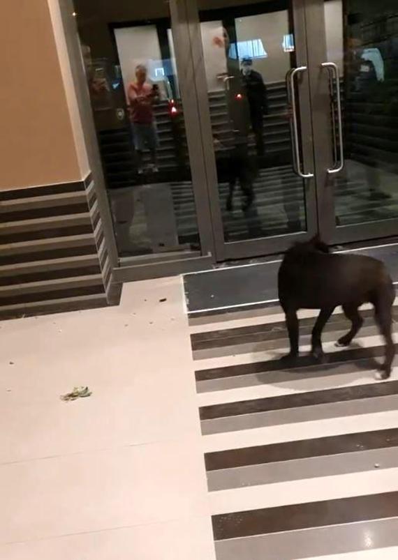 4 kişiyi yaralayan köpeğin sahibine 4 yıl 6 aya kadar hapis istemi