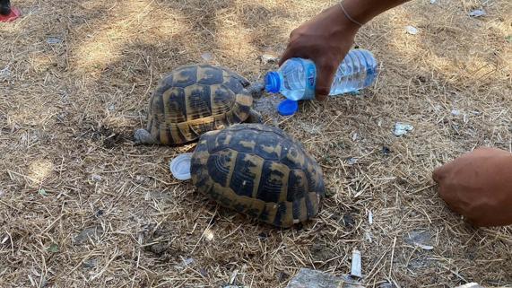 İzmir’de çıkan orman yangını kontrol altında