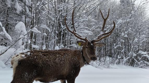 Karla kaplı yaylada yürüyen geyik dron kamerasında