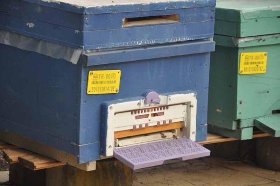 İyi bal donar, mutlaka sıvı olması gerekmiyor