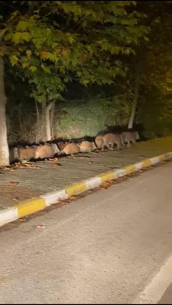 Yalova’da domuz sürüsü kara yoluna indi
