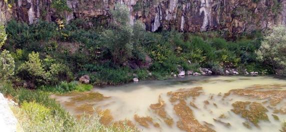 Çayda görülen su samurları kamerada