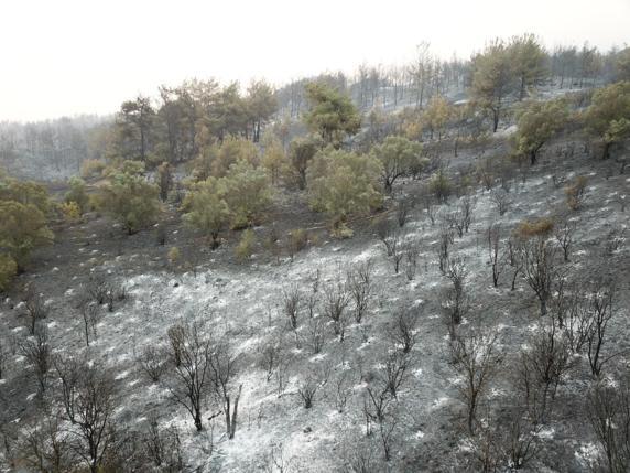 Sakaryada orman yangını 2nci gününde