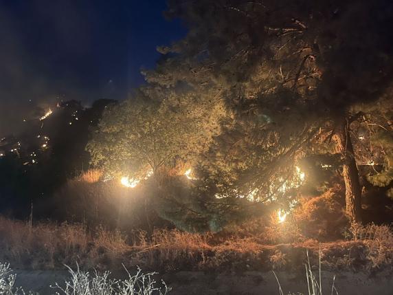 Aydında zeytinlik yangını