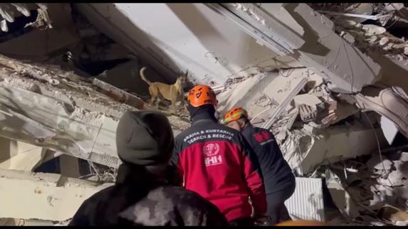 Arama kurtarma köpekleri Bozo, Angel ve Patron 50 kişiyi kurtardı