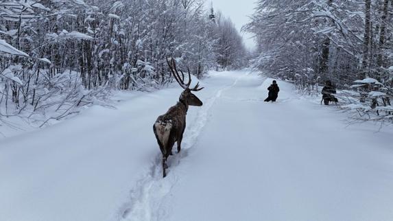 Karla kaplı yaylada yürüyen geyik dron kamerasında
