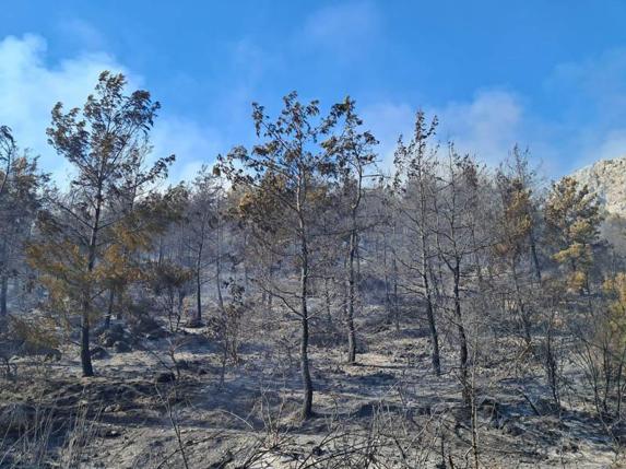 Serikteki orman yangını kontrol altında