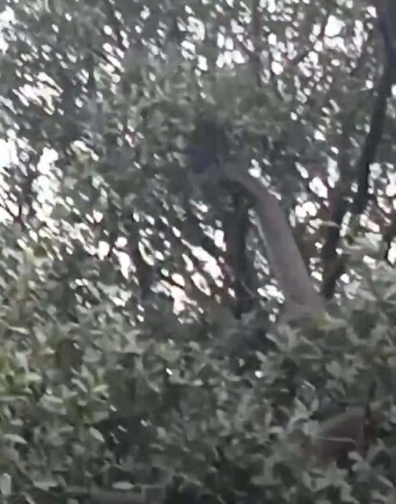 Çanakkalede tarlasından dönerken dev yılanı görüntüledi