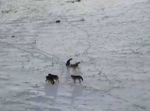 Doğada gezinen kurt sürüsü dron ile görüntülendi