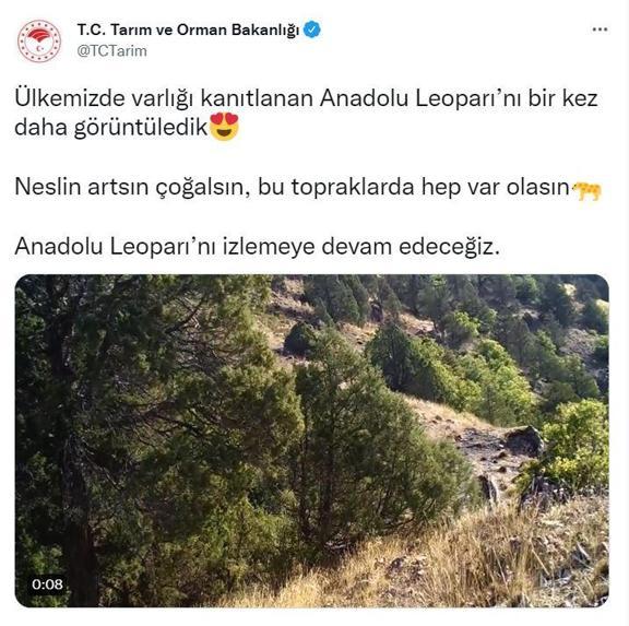 Nesli tehlike altındaki Anadolu leoparı fotokapanda