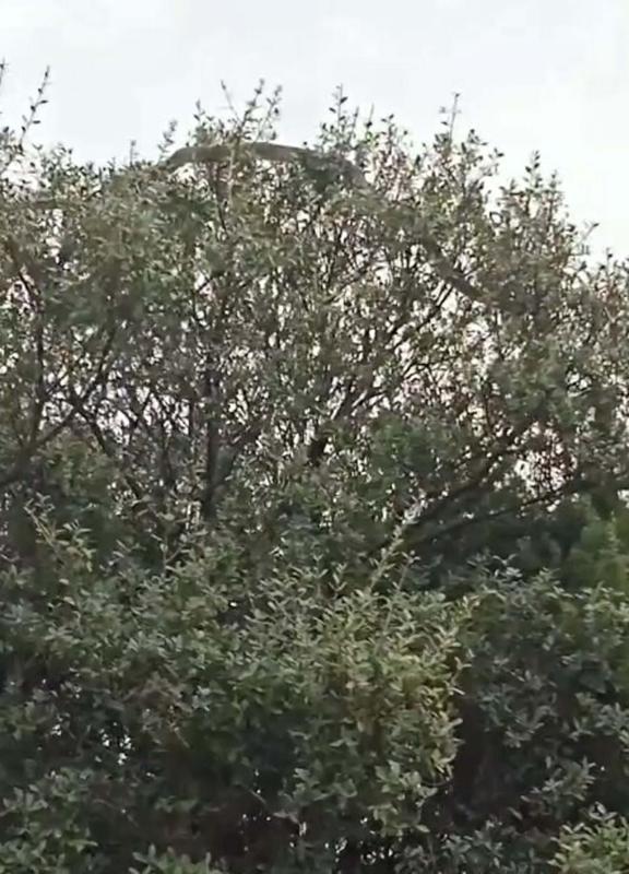 Çanakkalede tarlasından dönerken dev yılanı görüntüledi