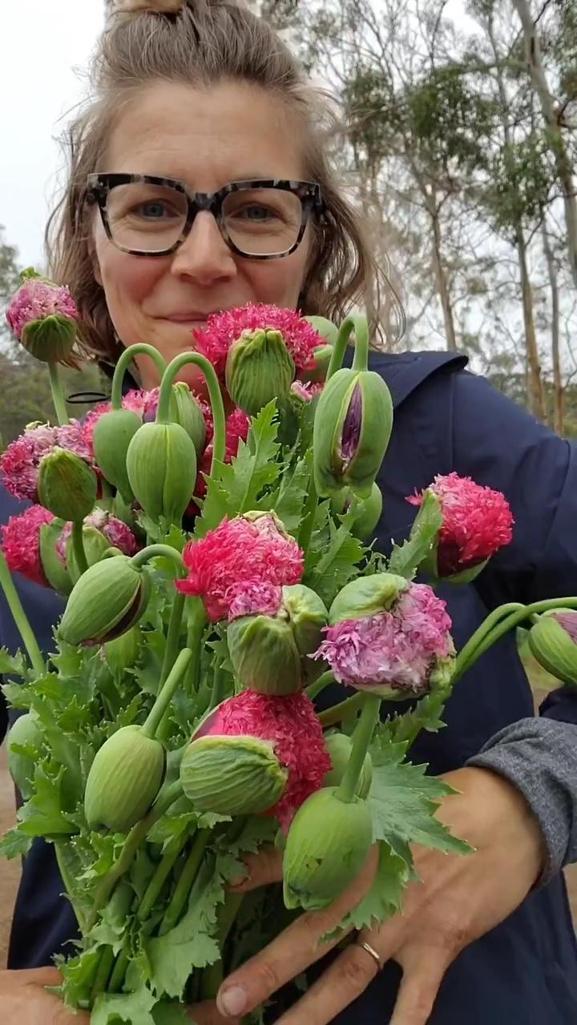 Düğünler için dekoratif çiçek yetiştirdiğini düşünürken yasaklı haşhaş yetiştirdi