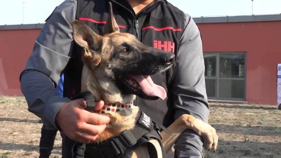 Arama kurtarma köpekleri Bozo, Angel ve Patron 50 kişiyi kurtardı