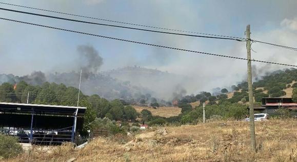 Aydında orman yangını