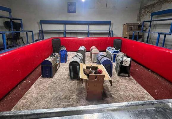 Temizlik işçisi kıyafeti giyen polisten horoz dövüşüne suçüstü; 661 bin lira ceza