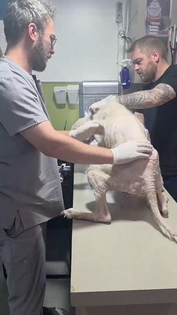 Pirelerin istila ettiği binadan çıkarılan köpeğe, kendisini kurtarıp sahiplenen avukatın adı verildi