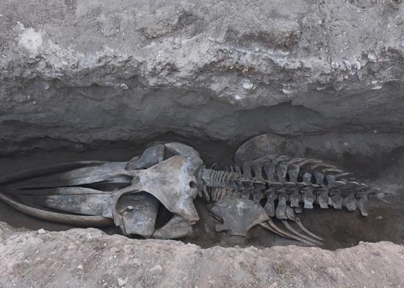 Mersinde 4 yıl önce toprağa gömülen Fin balinasının iskeleti gün yüzüne çıkıyor